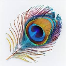 Peacock Feather