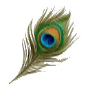 Peacock Feather